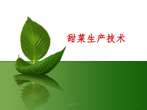 《甜菜生产技术》PPT课件