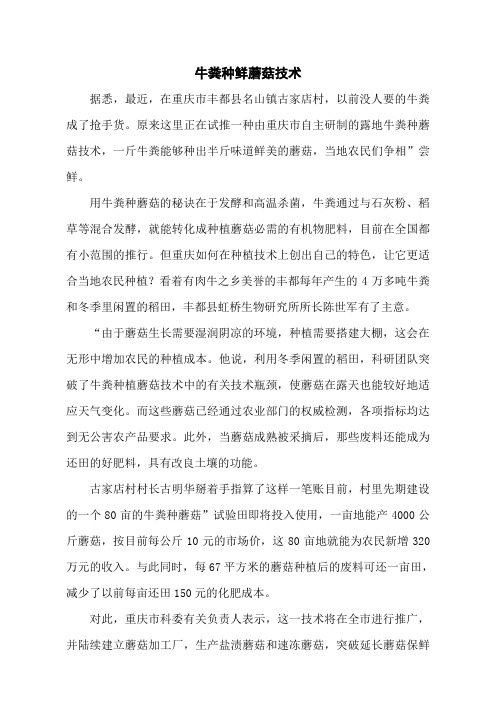 牛粪种鲜蘑菇技术