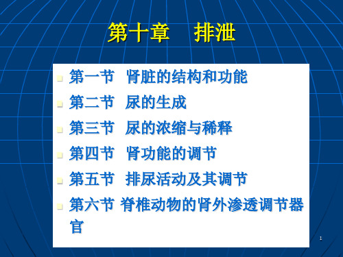 肾脏结构和功能73页PPT