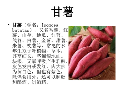 甘薯
