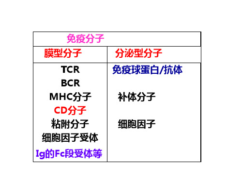白细胞分化抗原和黏附分子概述