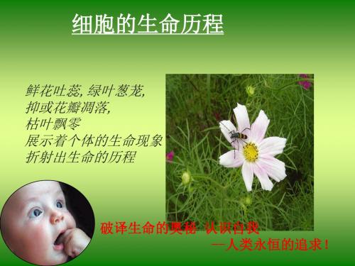 人教版高中必修1 第六章 第一节 细胞分裂 (共30张PPT)