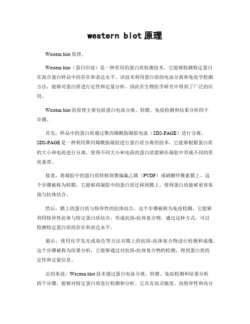western blot原理