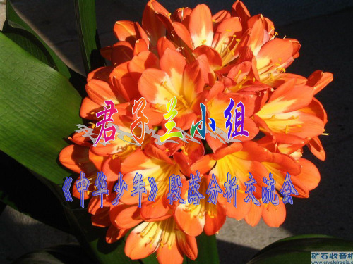 中华少年