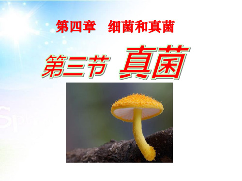 《真菌》细菌和真菌4-人教版八年级生物上册PPT课件