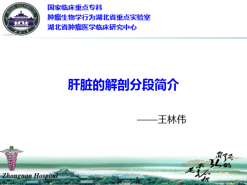 肝脏分段解剖