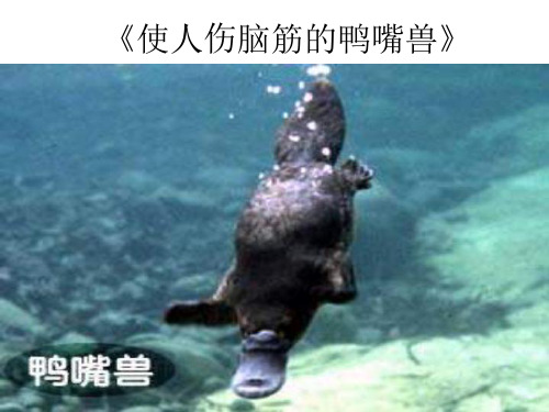 八年级语文使人伤脑筋的鸭嘴兽