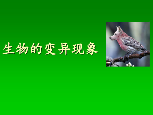 小学科学苏教版六年级下册——生物的变异现象PPT课件
