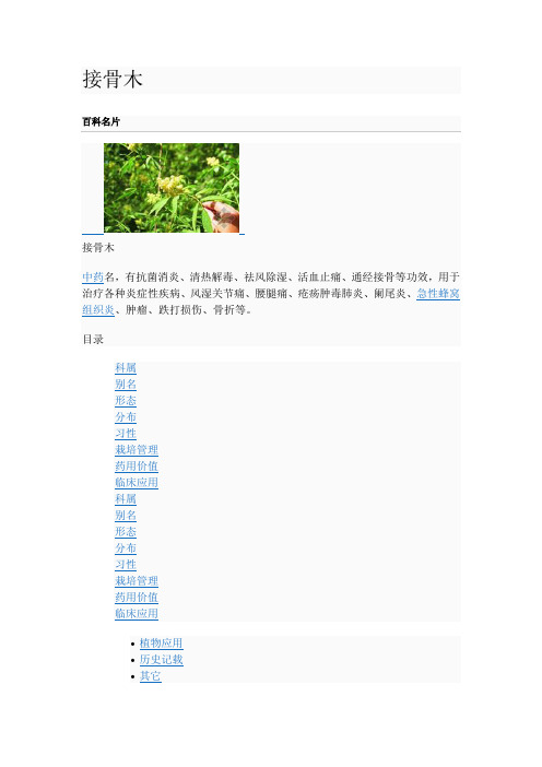 接骨木