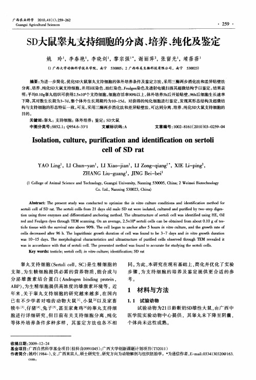 SD大鼠睾丸支持细胞的分离、培养、纯化及鉴定