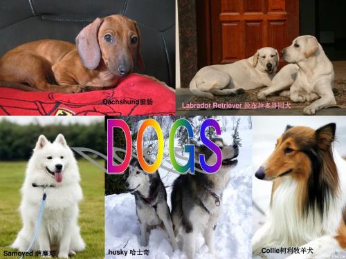 dogs