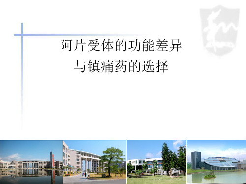 阿片受体的功能差异与镇痛药的选择