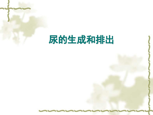 泌尿系统图文图解