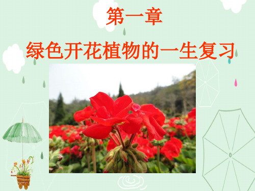 绿色开花植物的一生复习PPT课件 济南版