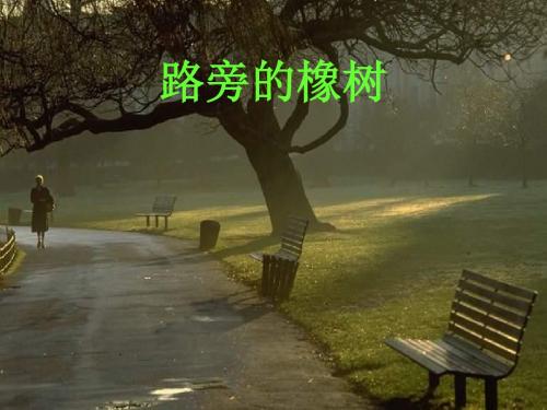 三年级语文路旁的橡树1