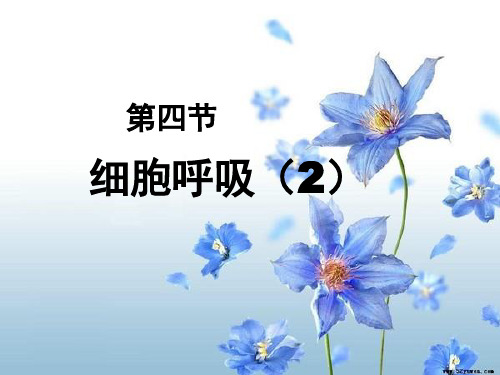 细胞呼吸(第二课时)