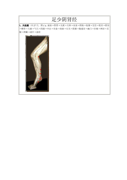 足少阴肾经