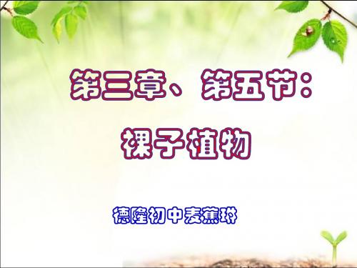 第五节裸子植物