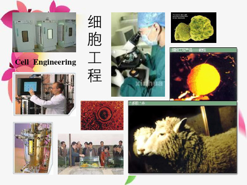 《细胞工程》第4章：动物细胞培养工程