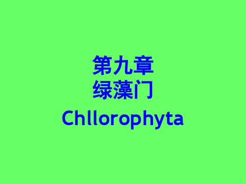绿藻门 (2)