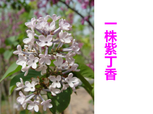 人教新课标二年级语文上册《一株紫丁香》课件