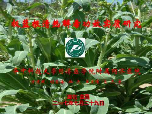 板蓝根清热解毒功效实质研究