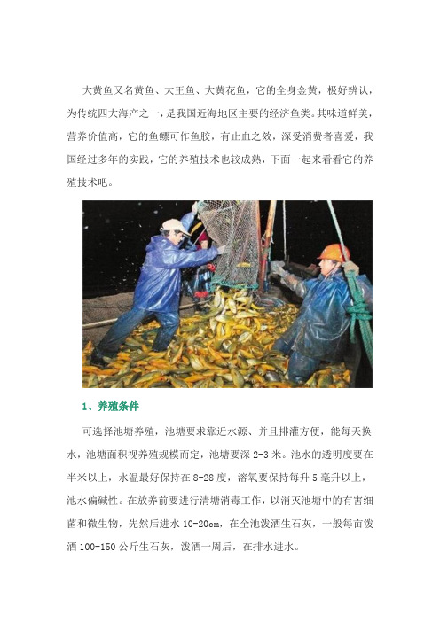 养鱼经验：大黄鱼的养殖技术