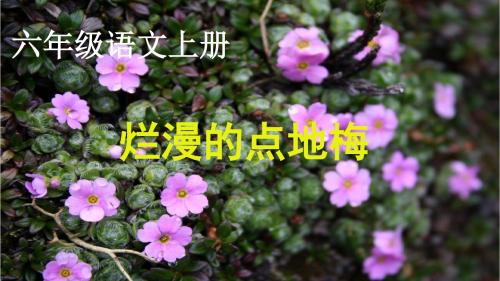 烂漫的点地梅课件