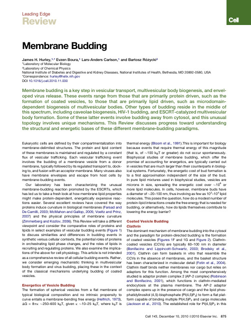 membrane budding