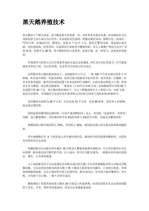 黑天鹅养殖技术