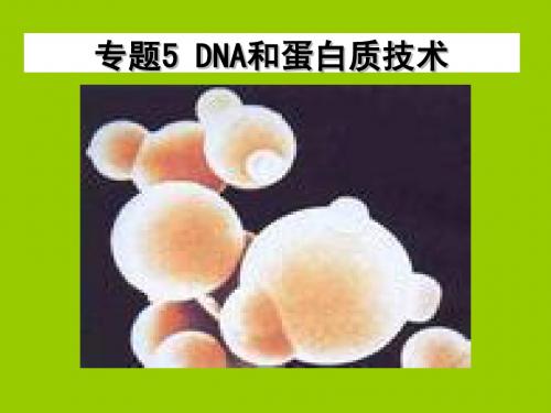 DNA的粗提取与鉴定