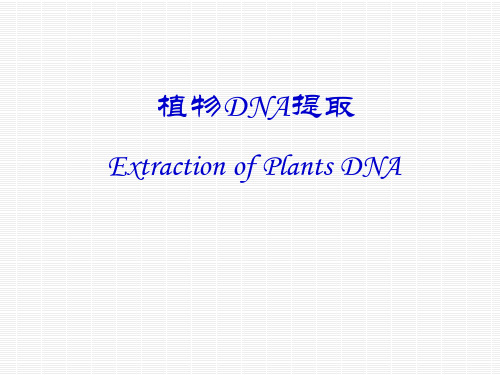 植物DNA提取