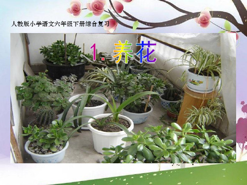 六年级下册综合复习《养花》课件(公开课课件)