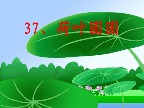 37 荷叶圆圆
