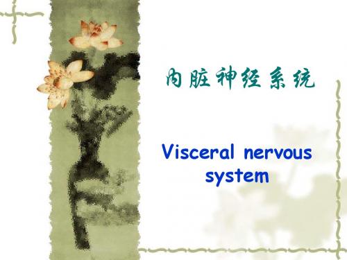 内脏神经