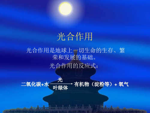 探索光合作用-完整PPT课件