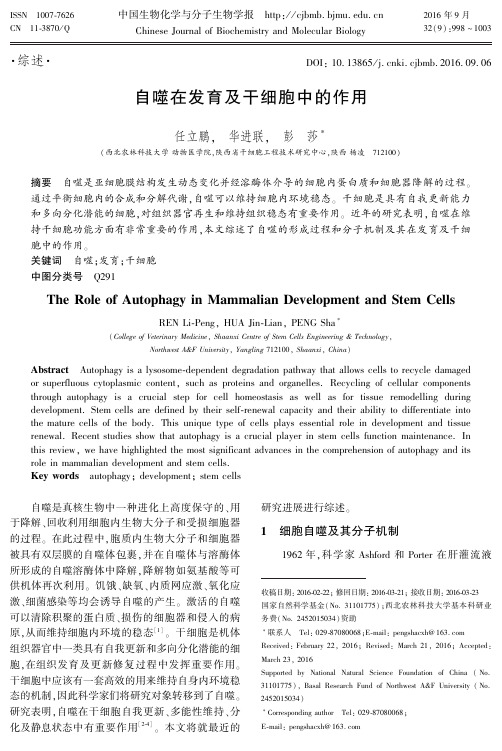 自噬在发育及干细胞中的作用