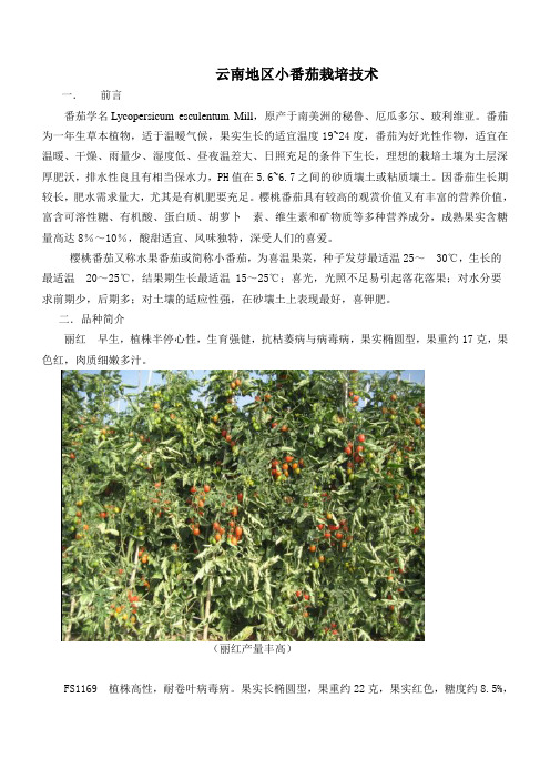 樱桃番茄栽培技术标准-农友种苗
