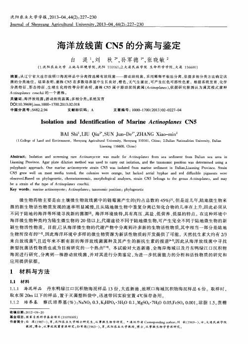 海洋放线菌CN5的分离与鉴定