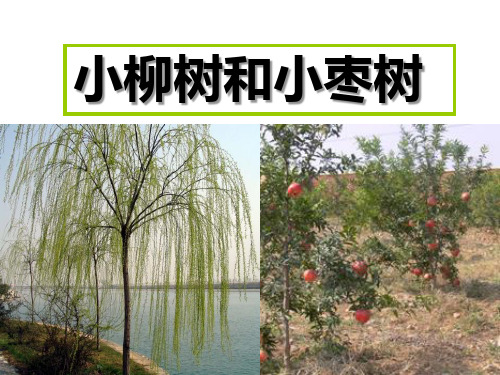 《小柳树和小枣树》PPT课件