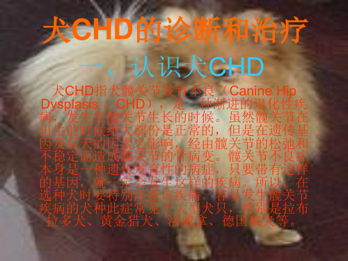 犬CHD的诊断与治疗概要