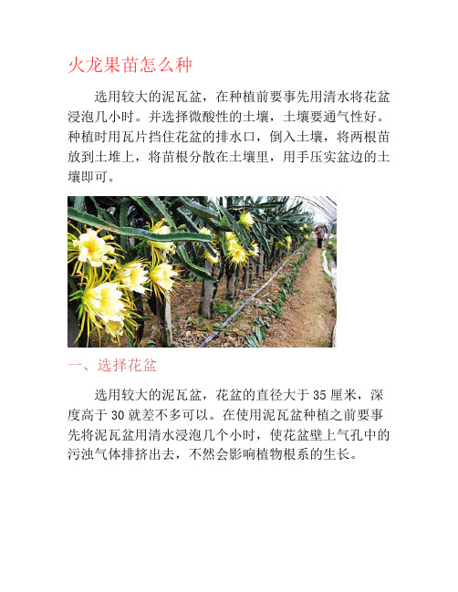 火龙果苗怎么种-养花技巧