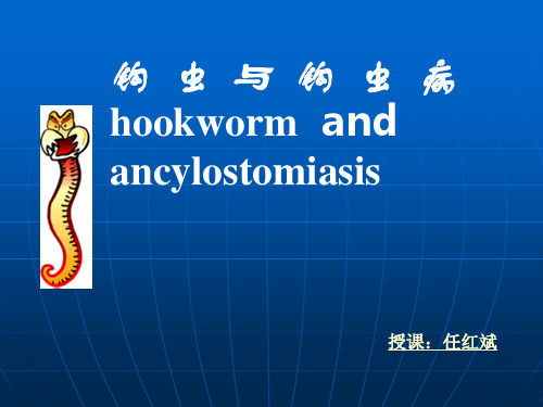 钩虫课件