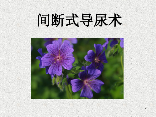 间断式导尿术—PPT课件