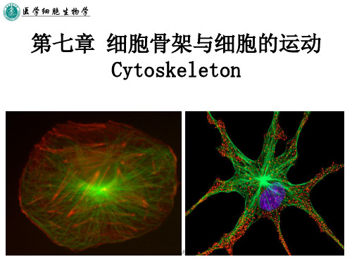 第七章 细胞骨架与细胞的运动PPT课件