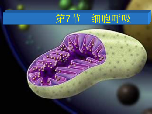有氧呼吸和无氧呼吸的区别图 ppt课件