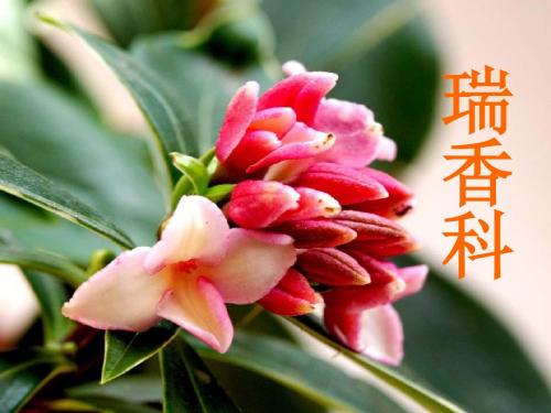 瑞香科ppt