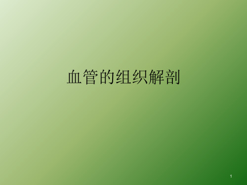 血管的结构PPT课件