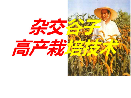 (完整版)杂交谷子高产栽培技术