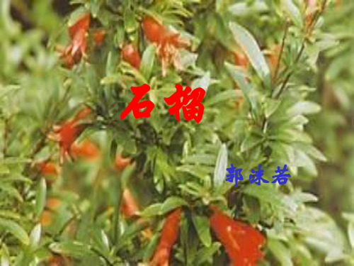 语文版语文七年级下册：《石榴》ppt课件